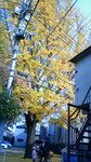 image/2010-11-30T16:12:19-2.jpg